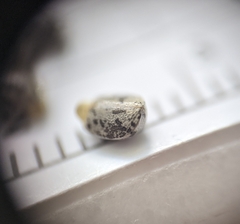 Croton glandulosus septentrionalis