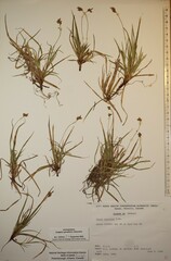Carex concinna