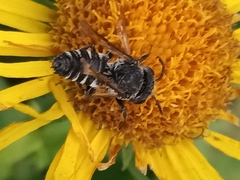 Megachilini