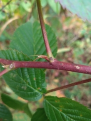 Rubus polonicus