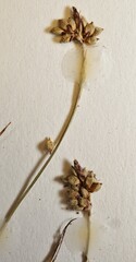 Carex concinna