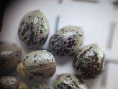 Croton glandulosus septentrionalis