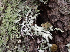 Hypogymnia enteromorpha