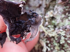 Hypogymnia enteromorpha