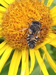 Megachilini