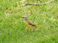 Machetornis rixosa