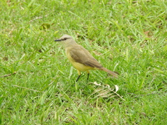 Machetornis rixosa