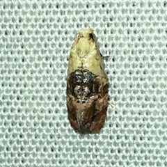 Eugnosta erigeronana