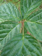 Rubus polonicus