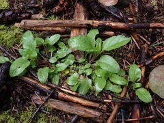 Prunella vulgaris vulgaris