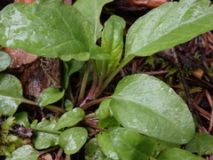 Prunella vulgaris vulgaris