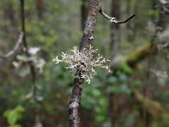 Platismatia stenophylla