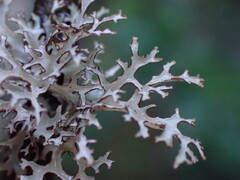 Platismatia stenophylla