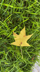 Liquidambar