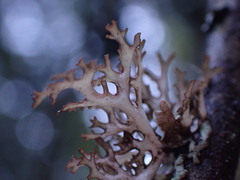 Platismatia stenophylla