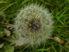 Tragopogon pratensis