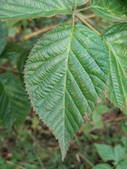 Rubus polonicus