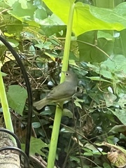 Leiothlypis celata celata