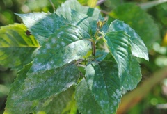 Neoerysiphe galeopsidis