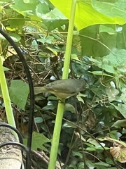 Leiothlypis celata celata