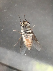 Tabanidae
