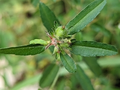 Croton glandulosus septentrionalis
