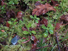 Linnaea borealis longiflora