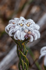Phylica plumigera