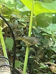 Leiothlypis celata celata