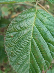 Rubus polonicus