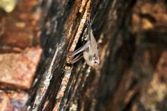 Balantiopteryx plicata