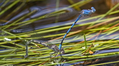 Argia agrioides
