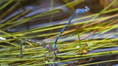 Argia agrioides