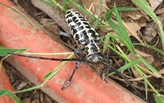 Plectrodera scalator