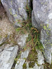 Juniperus communis saxatilis