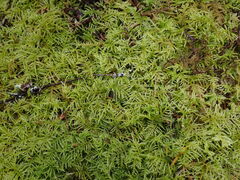 Kindbergia praelonga