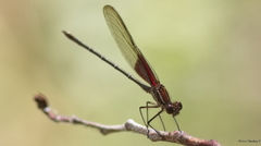 Hetaerina americana