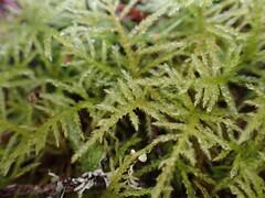 Kindbergia praelonga