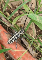 Plectrodera scalator