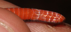 Tantilla schistosa