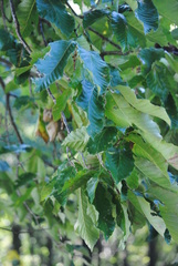 Castanea mollissima