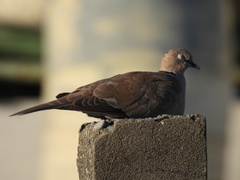 Streptopelia decaocto