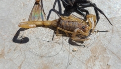 Centruroides exilicauda