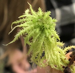 Sphagnum squarrosum
