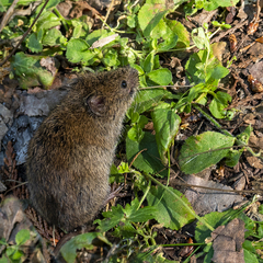 Phenacomys intermedius