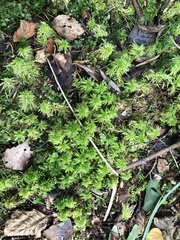 Sphagnum squarrosum