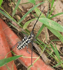 Plectrodera scalator