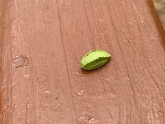 Prolimacodes trigona