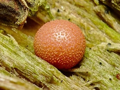 Lycogala epidendrum