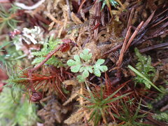 Collomia heterophylla